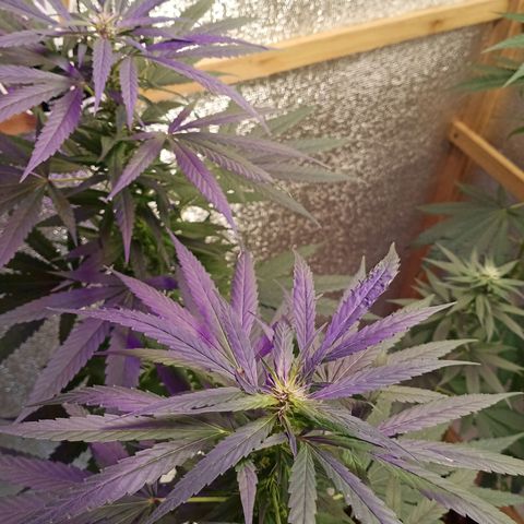 Unknown strain growlog timeline photo