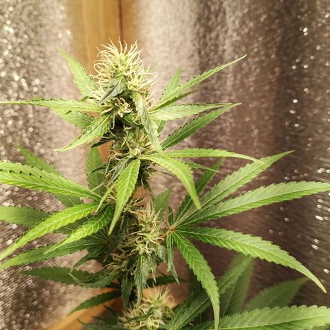Unknown strain growlog timeline photo