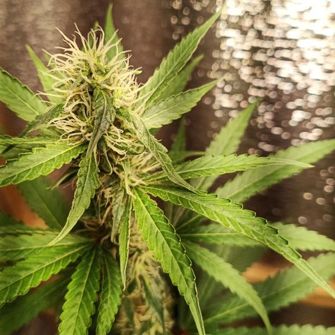 Unknown strain growlog timeline photo