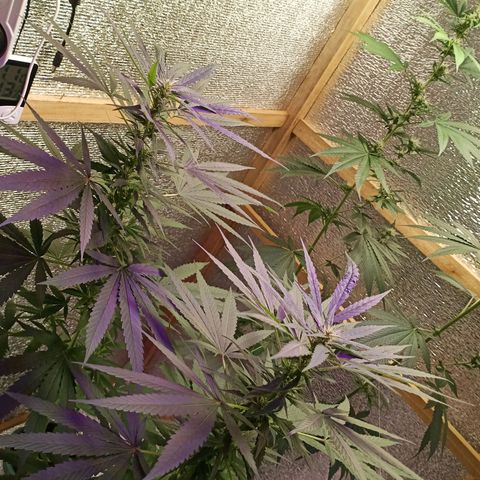 Unknown strain growlog timeline photo