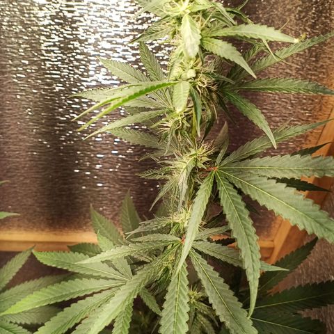 Unknown strain growlog timeline photo