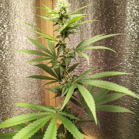 Unknown strain growlog timeline photo