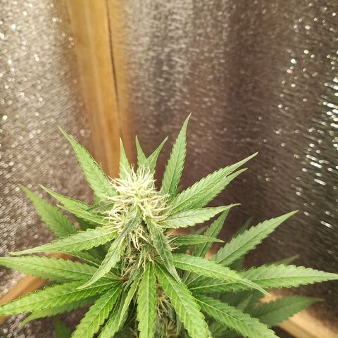 Unknown strain growlog timeline photo