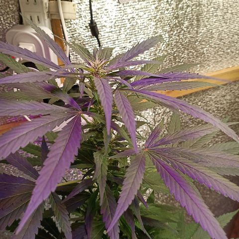 Unknown strain growlog timeline photo