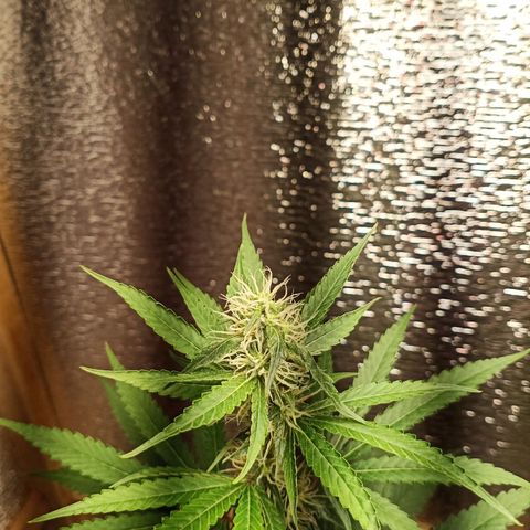 Unknown strain growlog timeline photo