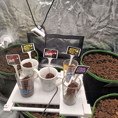  🦍 Gorilla Zkittlez auto growlog timeline photo