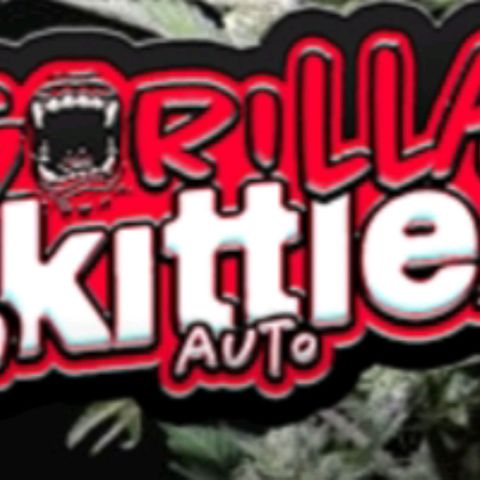  🦍 Gorilla Zkittlez auto growlog timeline photo