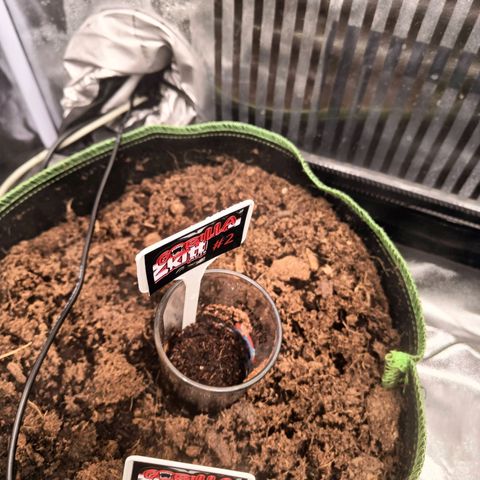  🦍 Gorilla Zkittlez auto growlog photo: Une graine installée en pot
L autre ne sort toujours pas
Température 24°C
Hygrométrie 77°H