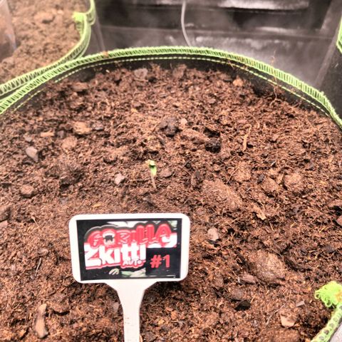  🦍 Gorilla Zkittlez auto growlog photo: Une graine installée en pot
L autre ne sort toujours pas
Température 24°C
Hygrométrie 77°H