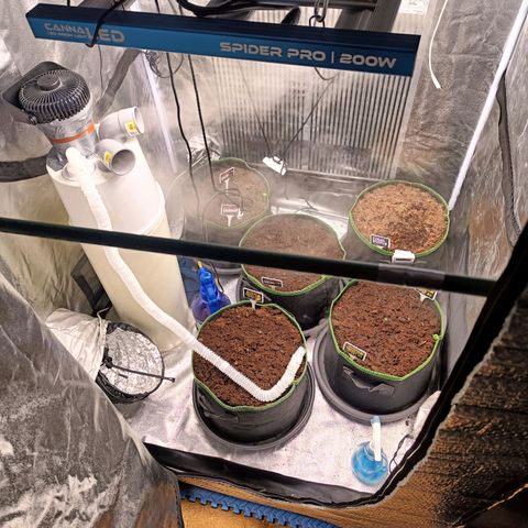  🦍 Gorilla Zkittlez auto growlog photo: Une graine installée en pot
L autre ne sort toujours pas
Température 24°C
Hygrométrie 77°H