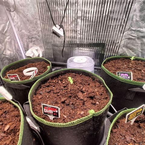  🦍 Gorilla Zkittlez auto growlog timeline photo