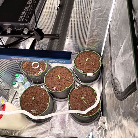  🦍 Gorilla Zkittlez auto growlog timeline photo