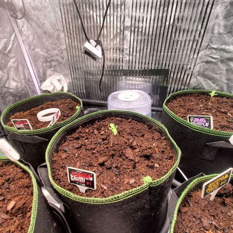  🦍 Gorilla Zkittlez auto growlog timeline photo