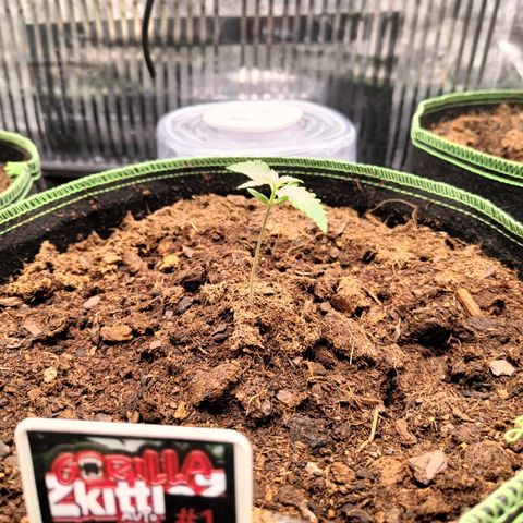  🦍 Gorilla Zkittlez auto growlog timeline photo