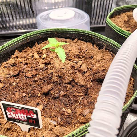  🦍 Gorilla Zkittlez auto growlog timeline photo