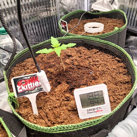  🦍 Gorilla Zkittlez auto growlog timeline photo