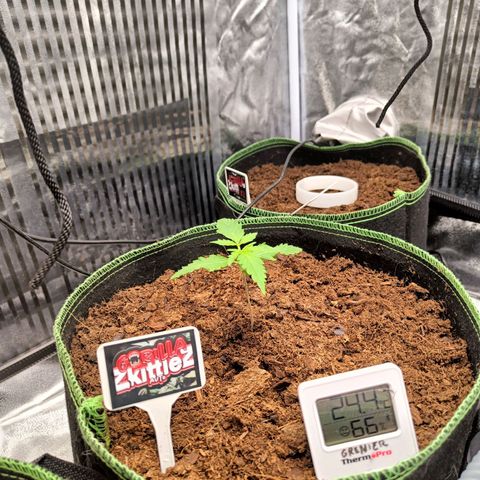  🦍 Gorilla Zkittlez auto growlog timeline photo