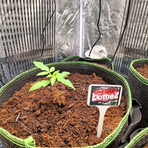  🦍 Gorilla Zkittlez auto growlog photo: Léger spray eau 