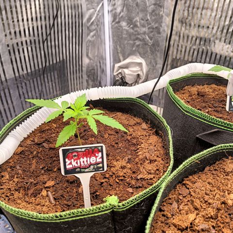  🦍 Gorilla Zkittlez auto growlog timeline photo
