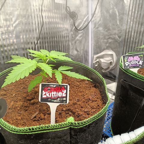  🦍 Gorilla Zkittlez auto growlog timeline photo