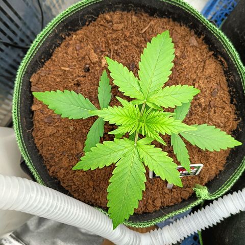  🦍 Gorilla Zkittlez auto growlog timeline photo