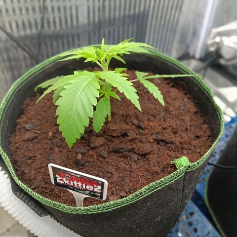  🦍 Gorilla Zkittlez auto growlog timeline photo