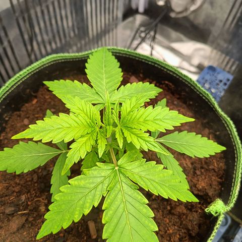  🦍 Gorilla Zkittlez auto growlog timeline photo