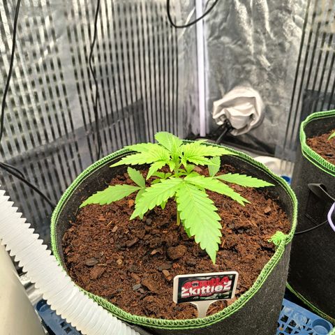  🦍 Gorilla Zkittlez auto growlog timeline photo