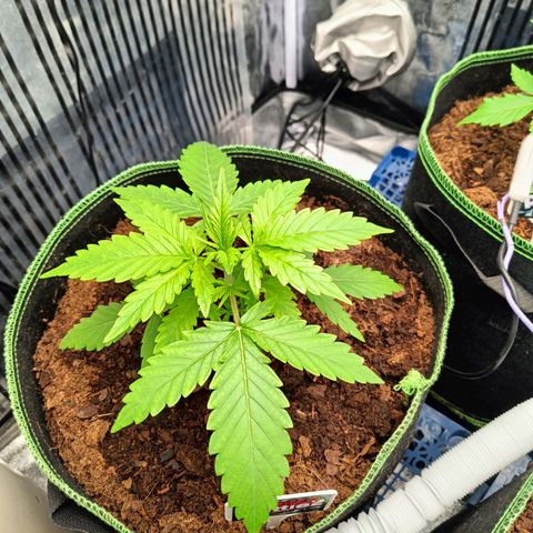  🦍 Gorilla Zkittlez auto growlog timeline photo