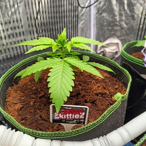  🦍 Gorilla Zkittlez auto growlog timeline photo