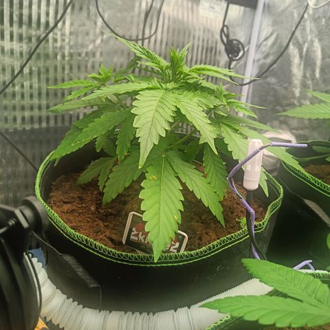  🦍 Gorilla Zkittlez auto growlog timeline photo