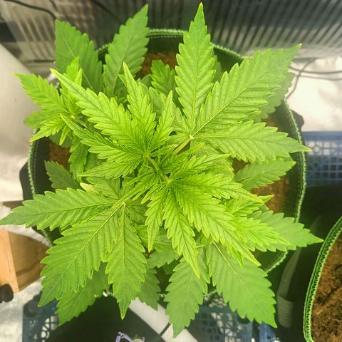  🦍 Gorilla Zkittlez auto growlog timeline photo