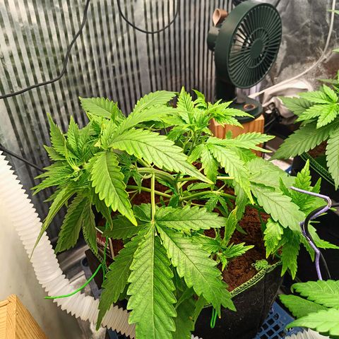  🦍 Gorilla Zkittlez auto growlog timeline photo