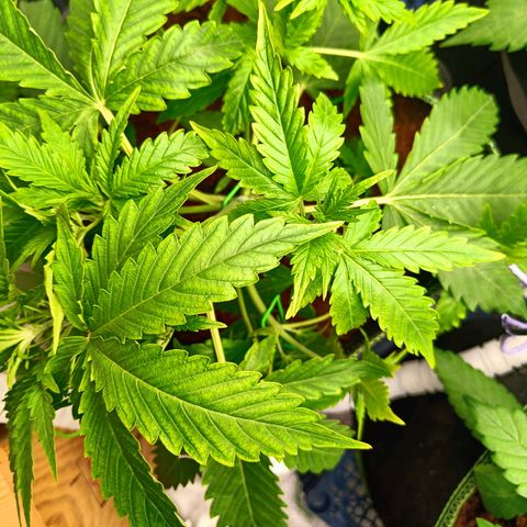  🦍 Gorilla Zkittlez auto growlog timeline photo