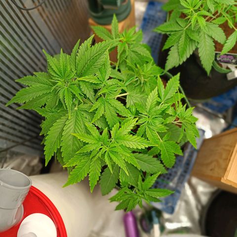  🦍 Gorilla Zkittlez auto growlog timeline photo