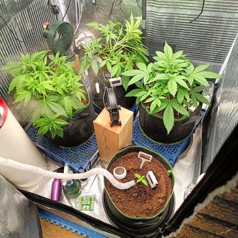  🦍 Gorilla Zkittlez auto growlog timeline photo