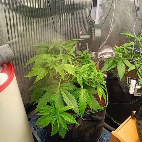 🦍 Gorilla Zkittlez auto growlog timeline photo