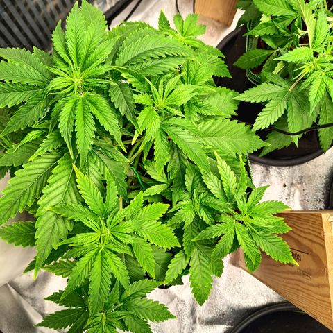  🦍 Gorilla Zkittlez auto growlog timeline photo