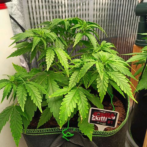  🦍 Gorilla Zkittlez auto growlog timeline photo