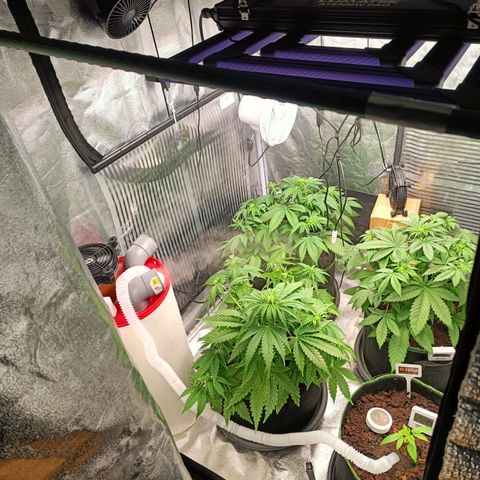  🦍 Gorilla Zkittlez auto growlog timeline photo