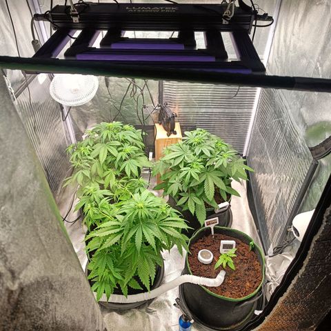  🦍 Gorilla Zkittlez auto growlog timeline photo