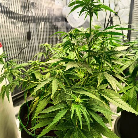  🦍 Gorilla Zkittlez auto growlog timeline photo