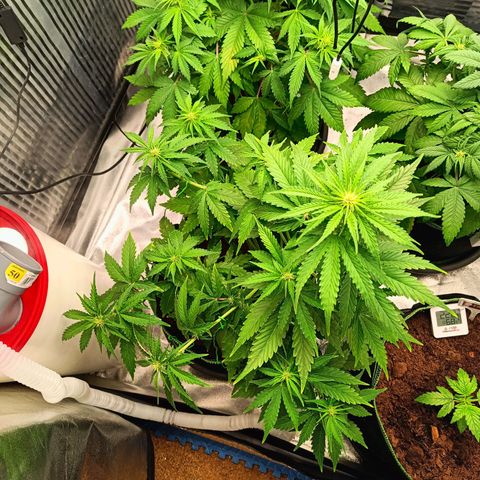  🦍 Gorilla Zkittlez auto growlog timeline photo