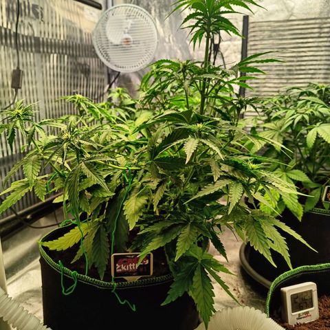 🦍 Gorilla Zkittlez auto growlog timeline photo