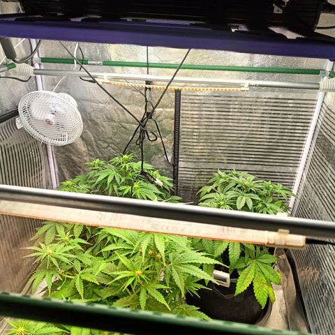  🦍 Gorilla Zkittlez auto growlog timeline photo