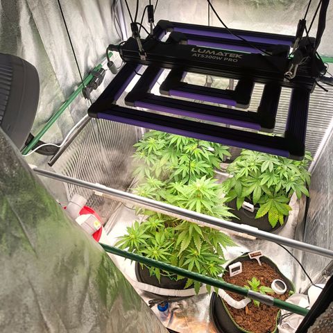  🦍 Gorilla Zkittlez auto growlog timeline photo