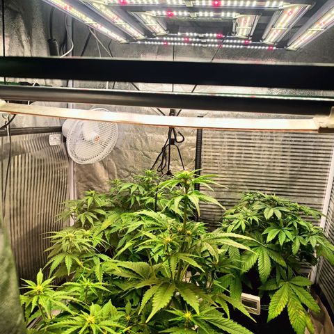  🦍 Gorilla Zkittlez auto growlog timeline photo