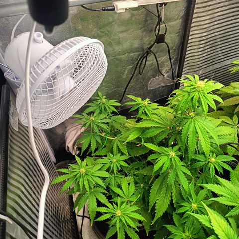  🦍 Gorilla Zkittlez auto growlog timeline photo