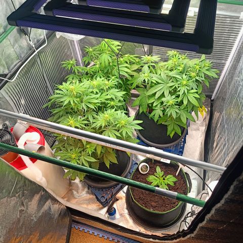  🦍 Gorilla Zkittlez auto growlog timeline photo