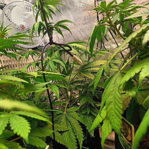  🦍 Gorilla Zkittlez auto growlog timeline photo